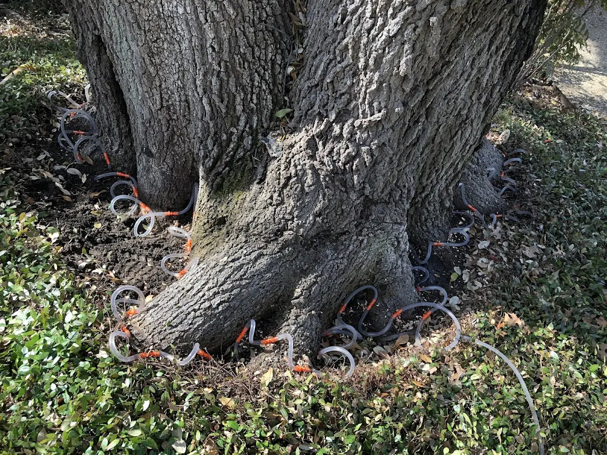 Detailed Tree Cabling and Bracing job site in Powells Point