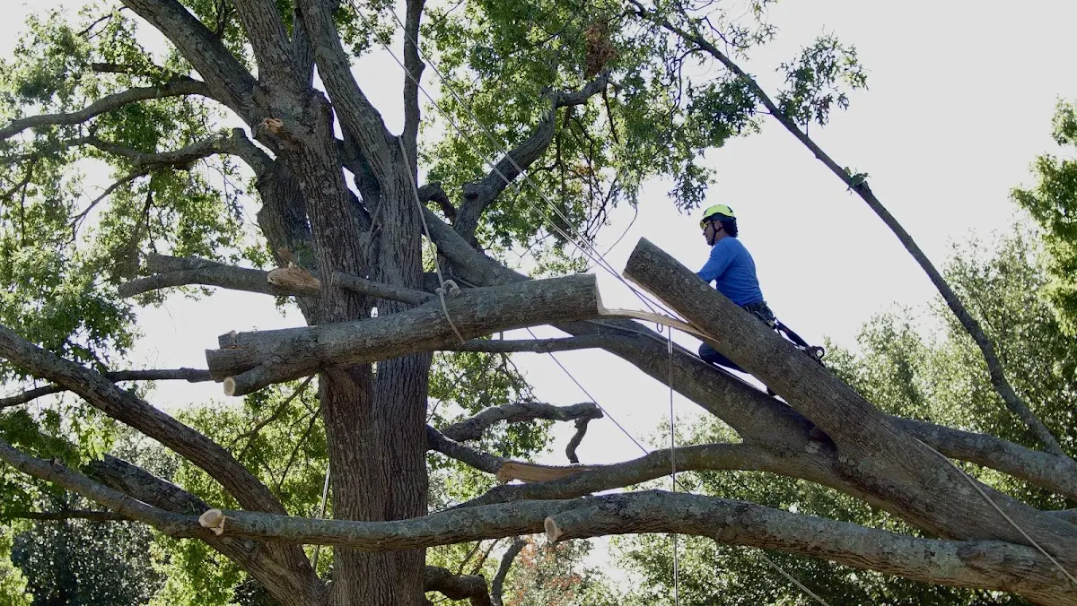 Professional Crown Thinning performed by certified arborists in Powells Point